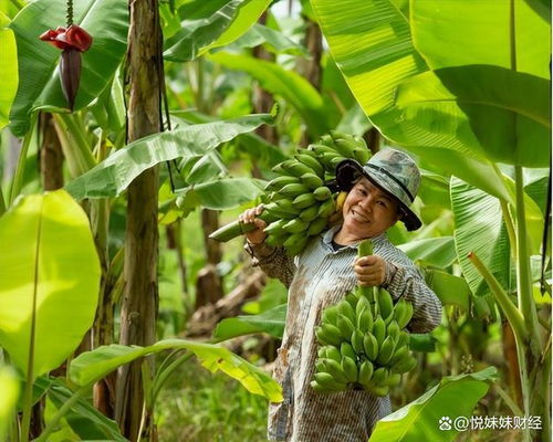 菲律宾香蕉对华出口量下降14 ,正持续失去中国市场,未来堪忧